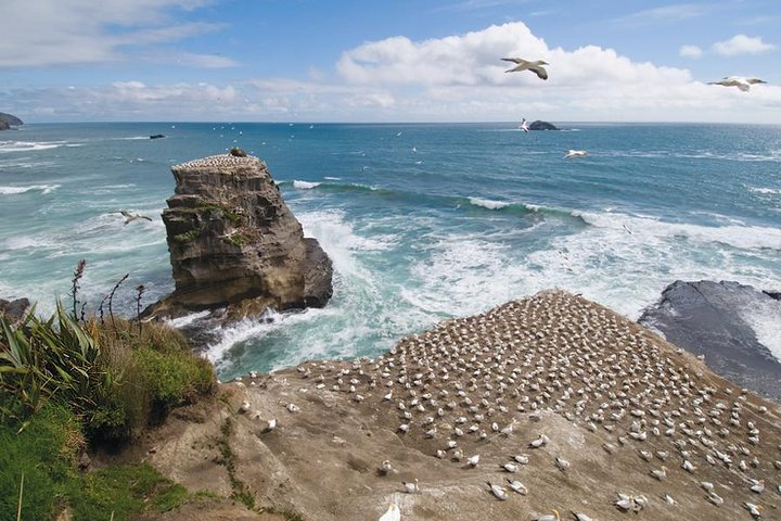 Views of the Gannets at Muriwai